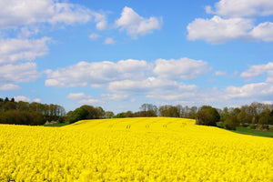 Canola Field and Blue Sky